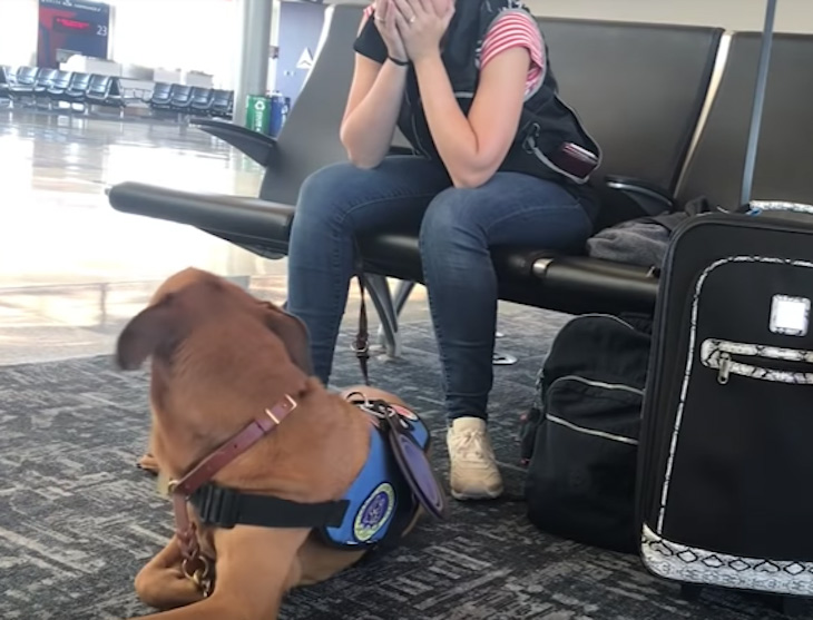 service dog at south point casino