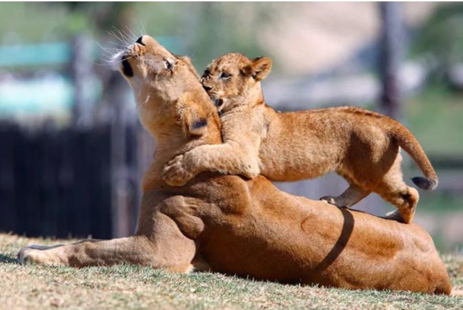 15 Animal Moms Who Have Had Enough Of Their Kids – Inner Strength Zone