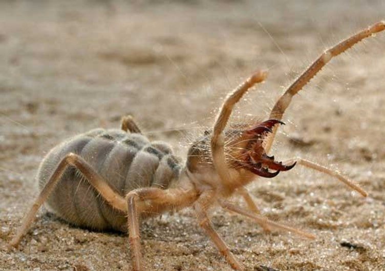 Arizona Man Finds A Scorpion Spider Hybrid And I May Never Sleep Again Inner Strength Zone