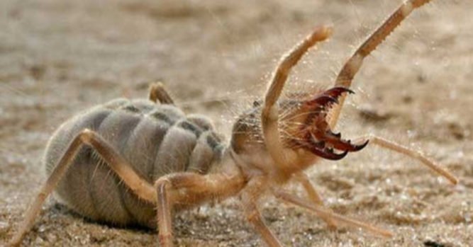 Arizona Man Finds A Scorpion/Spider Hybrid And I May Never Sleep Again