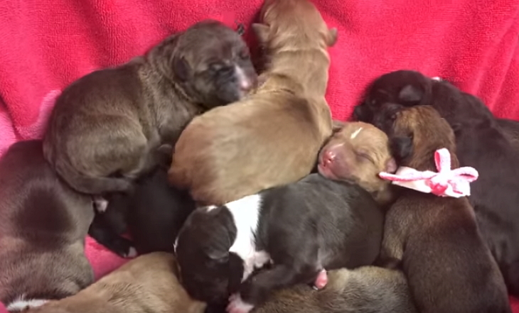 Dog’s Puppies Were Adopted Months Ago, Then She Looks In The Yard And Has Priceless Reaction