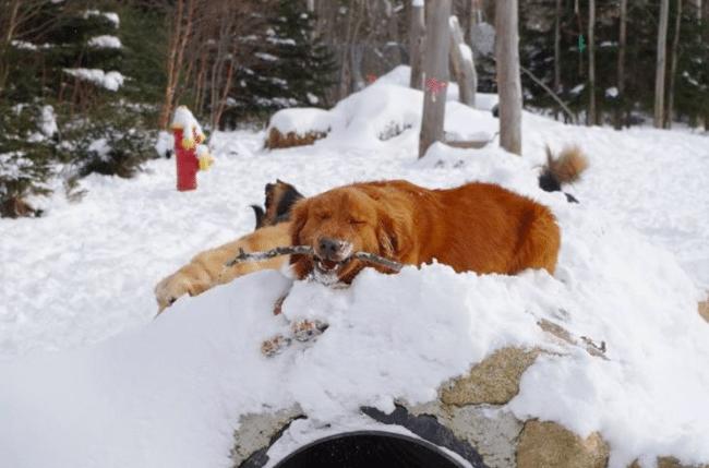 good hands boarding kennel