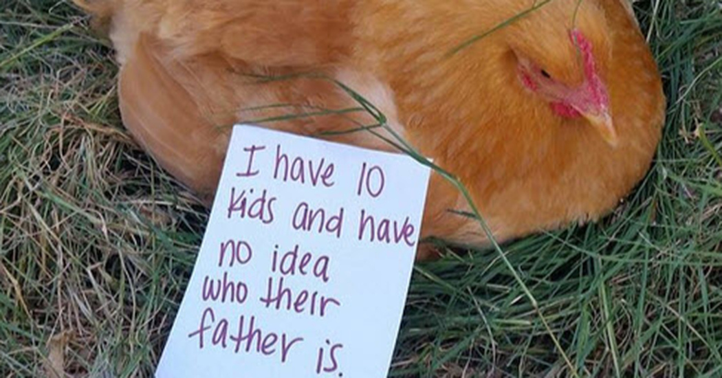 11 Hilarious Chicken Shaming Pictures – Inner Strength Zone