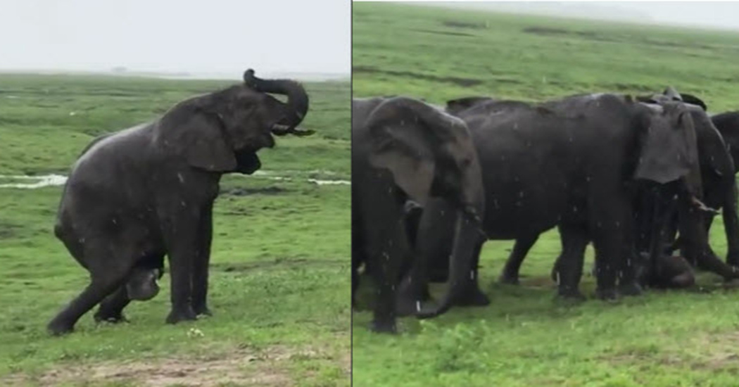 Pregnant Elephant Gives Birth Then The Herd Comes Charging In – Inner