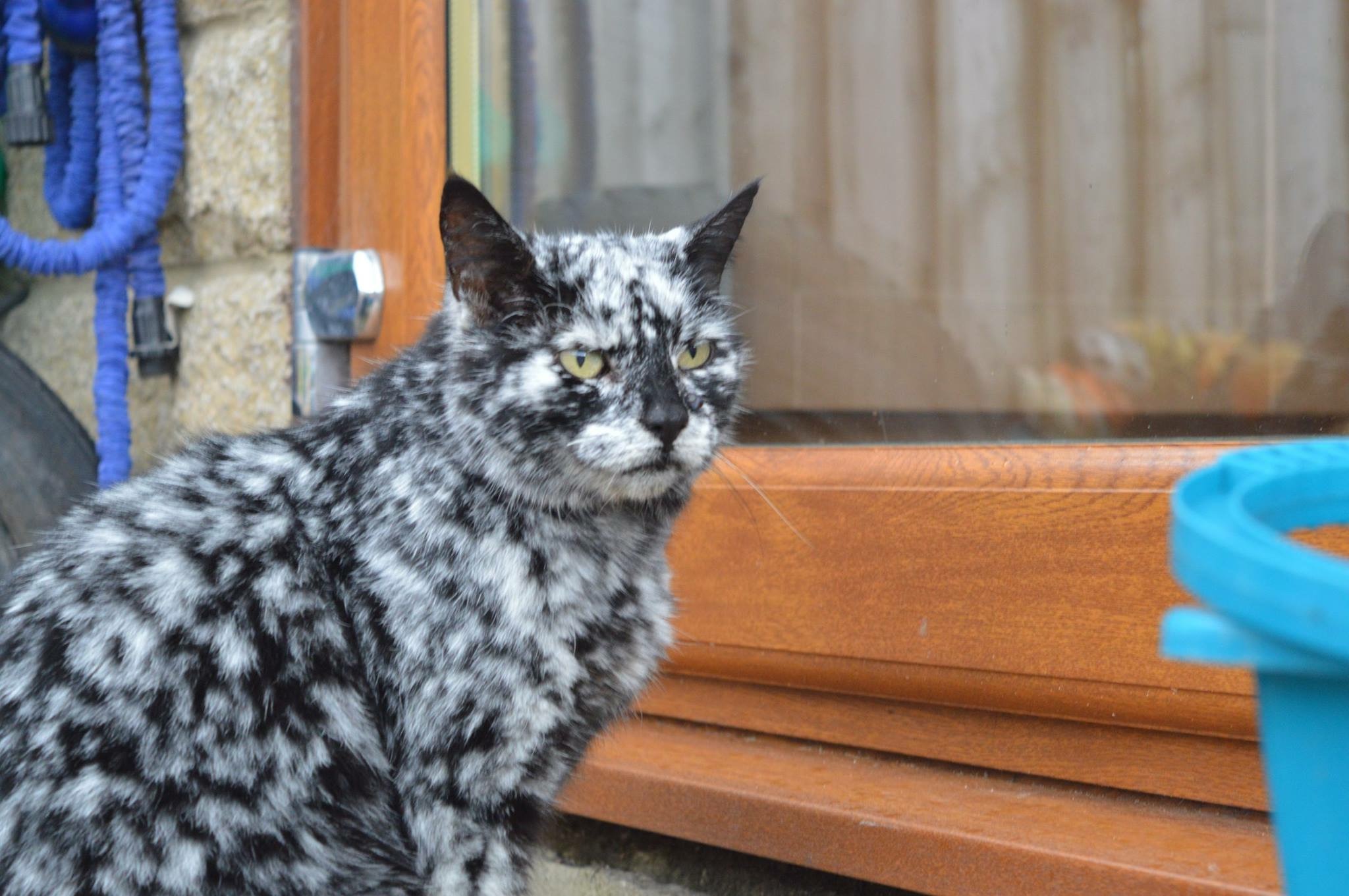 SAT. Meet Scappy, the extraordinary 19-year-old cat with a stunning and ...