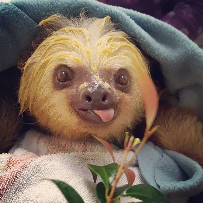 Celebrate International Sloth Day With These Adorable Sloth Pictures ...