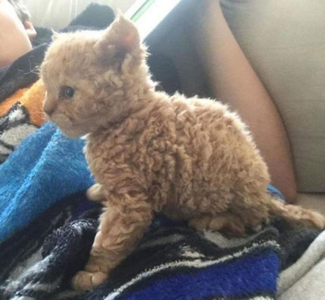 Poodle Cats Are Like No Other Cats You’ve Ever Seen, You’ll Love Their