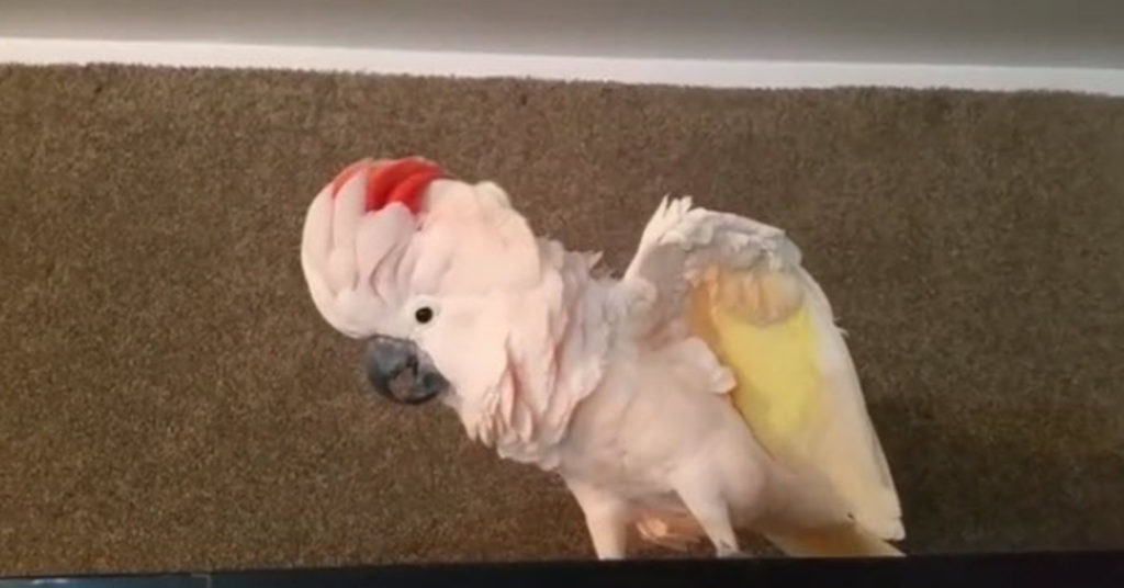 Angry Cockatoo Is Told To Go To Her Cage And She Throws A Hilarious