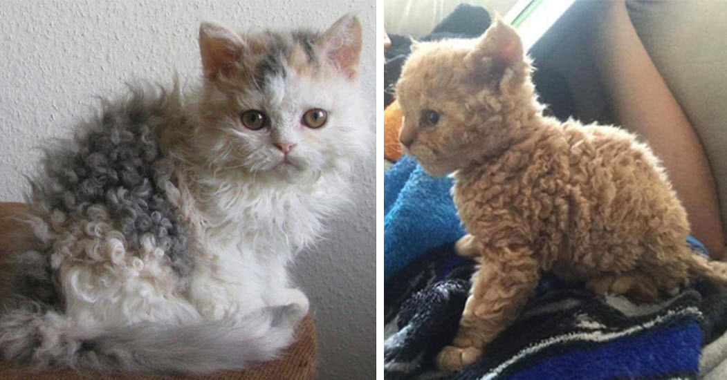 Poodle Cats Are Like No Other Cats You've Ever Seen, You'll Love Their