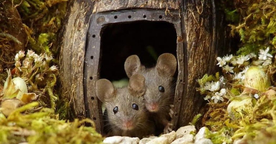 Man Spots A Family Of Mice In His Garden So He Builds Them A Miniature Village