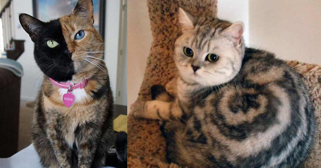 15 Cats With The Most Unusual Fur Patterns You’ve Ever Seen Inner