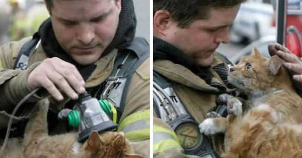 It’s Time to Honor Brave Firefighters Who Save Cats By Putting Their ...