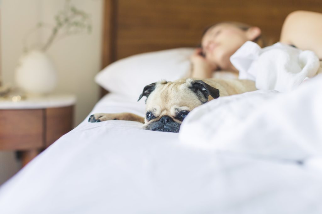 7 Reasons Why You Should Share Your Bed With The Family Dog Inner