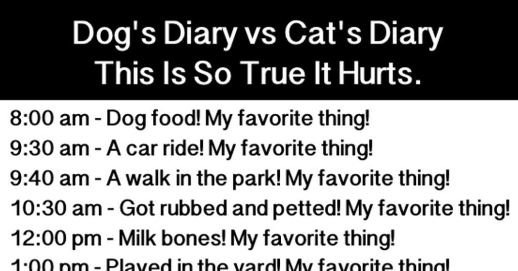 This Dog And Cat Diary Comparison Proves Why The Argument Is Still ...