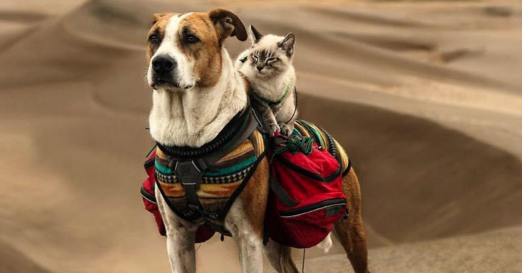 Cat And Dog Travel Together And The Shared Pictures Are Incredible