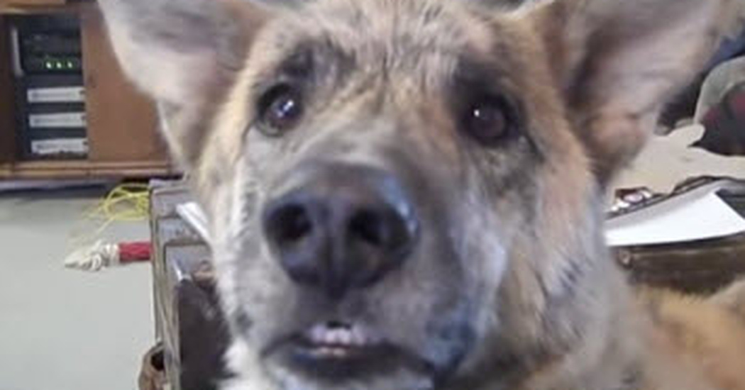 Some Say That A Finer Dog Video Had Never Been Made. What Do You Think?
