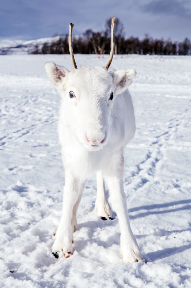 Photographer Spots Extremely Rare White Baby Reindeer And The Pictures