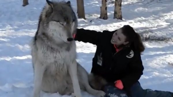 Giant Wolf Sits Next To Woman And The Moment Their Eyes Meet Is Like ...