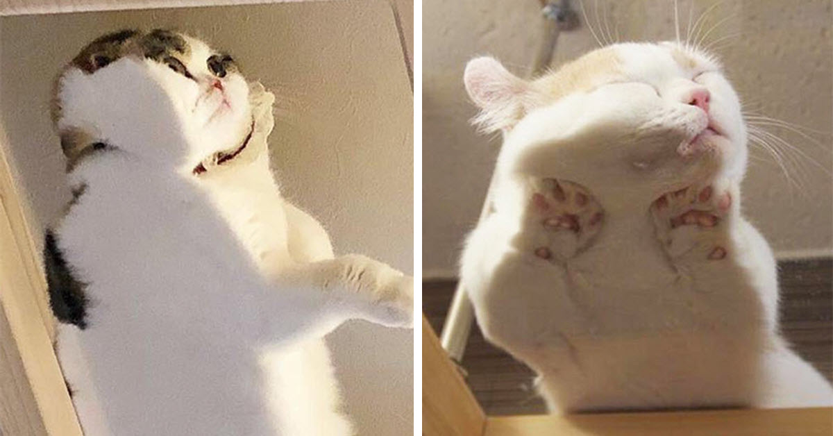 Hilarious Reasons Why You Should Get A Glass Table If You Have A Cat 