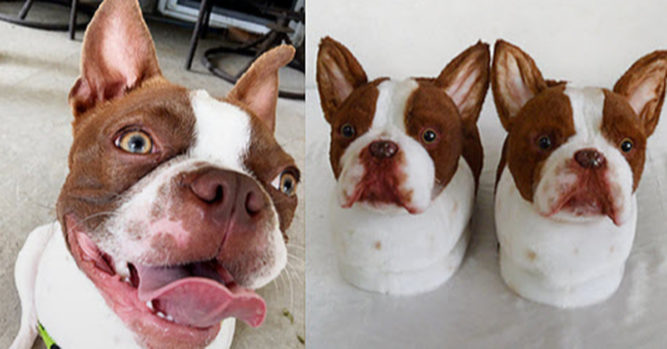 Custom Photo With Accessories Pattern Dog Cat Plush Slippers T368 HN59 —  GeckoCustom