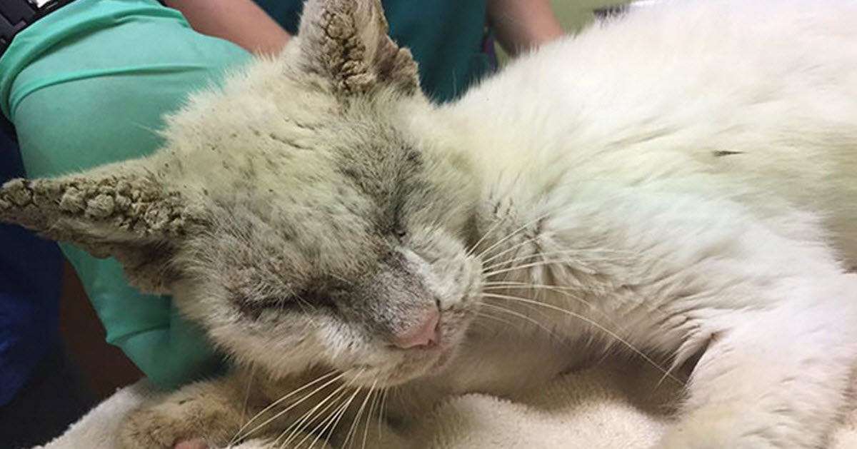 Homeless Cat Opens Eyes For The First Time And Reveals Unspeakable ...