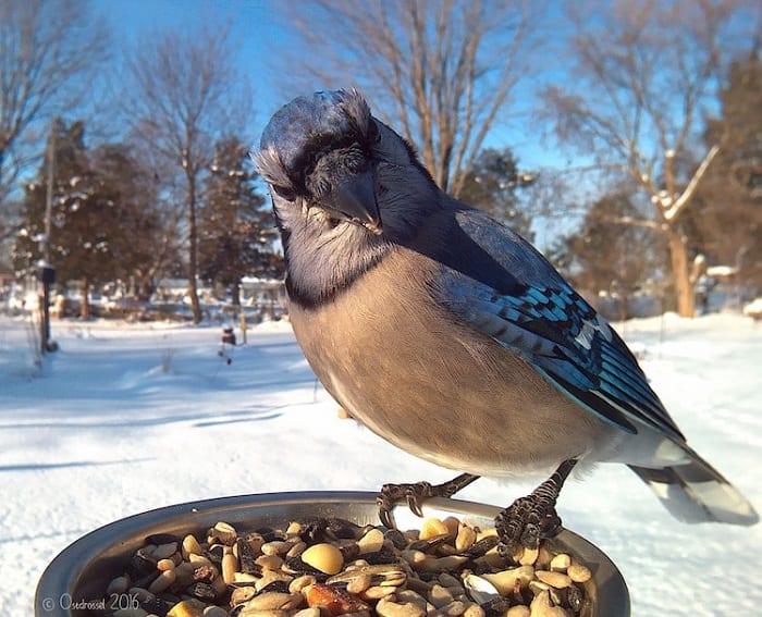 Woman Sneaks Camera Next To Bird Feeder And Captures Beautiful