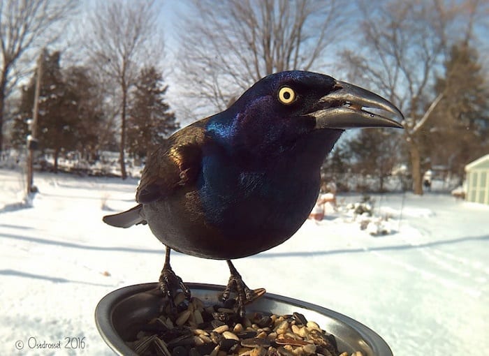 Woman Sneaks Camera Next To Bird Feeder And Captures Beautiful