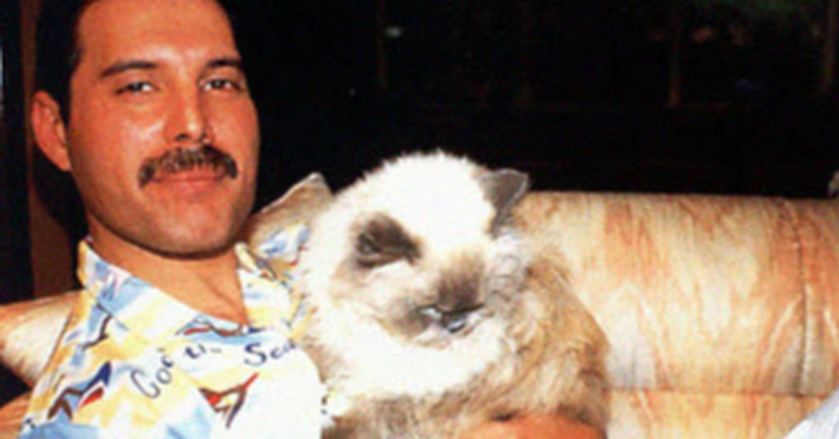 20 Pics Show How Much Freddie Mercury Loved His Cats, Treated Them Like