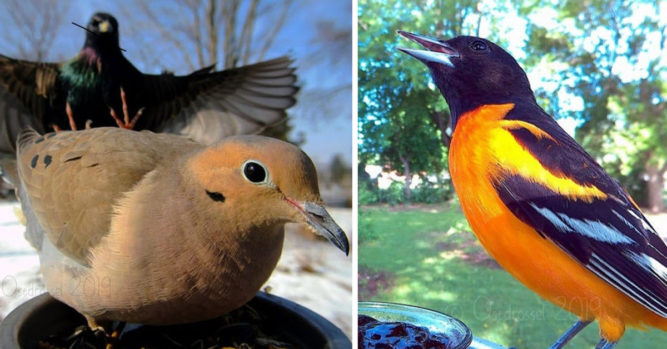 Woman Sneaks Camera Next To Bird Feeder And Captures Beautiful