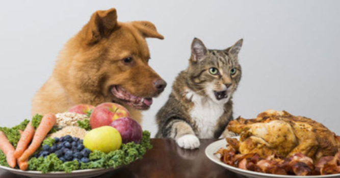 More And More Pet Owners Are Putting Their Animals On Vegan Diets