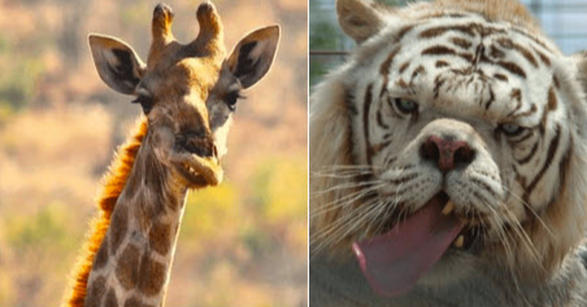 Beautiful Animals With Down Syndrome Inner Strength Zone