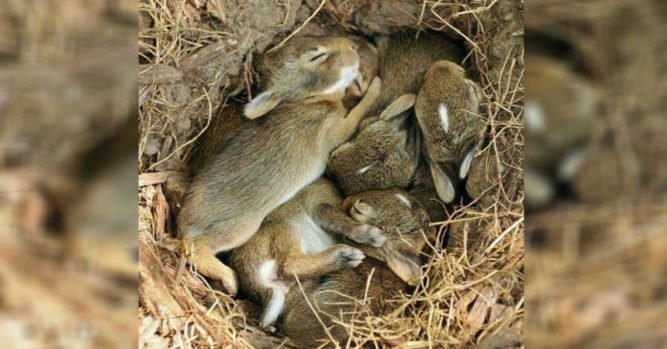 If You Find A Baby Bunny Nest You Need To Know What To Do Quickly Inner Strength Zone