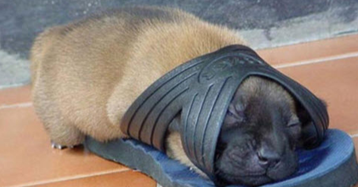 21 Dogs That Prove It Is Possible To Fall Asleep Anywhere – Inner Strength Zone