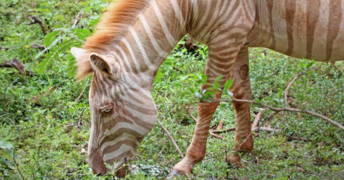 Extremely Rare ‘Blonde’ Zebra Is Captured On Film In The African Wild