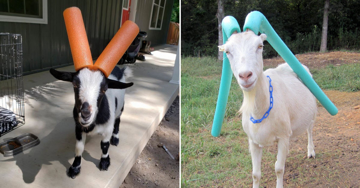 Featured image of post Goat Pool Noodle Gif