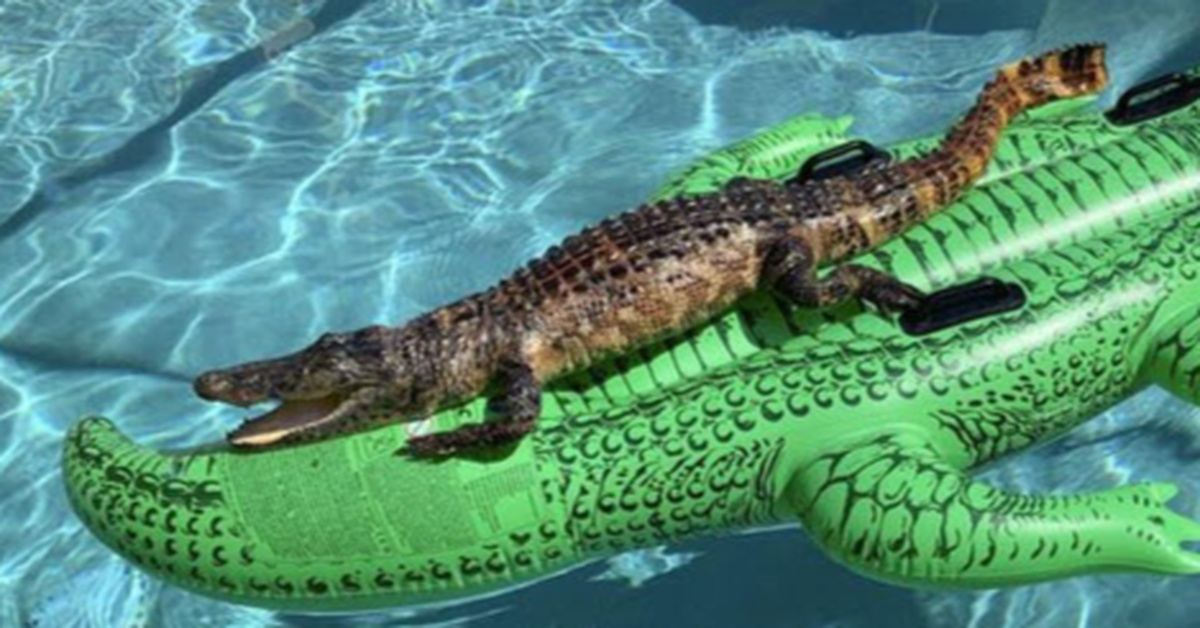 intex crocodile pool float