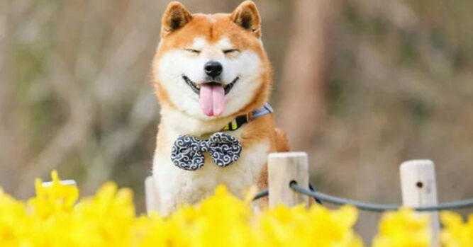 The Most Adorable Flower Boi In Japan Is A Shiba Inu And His