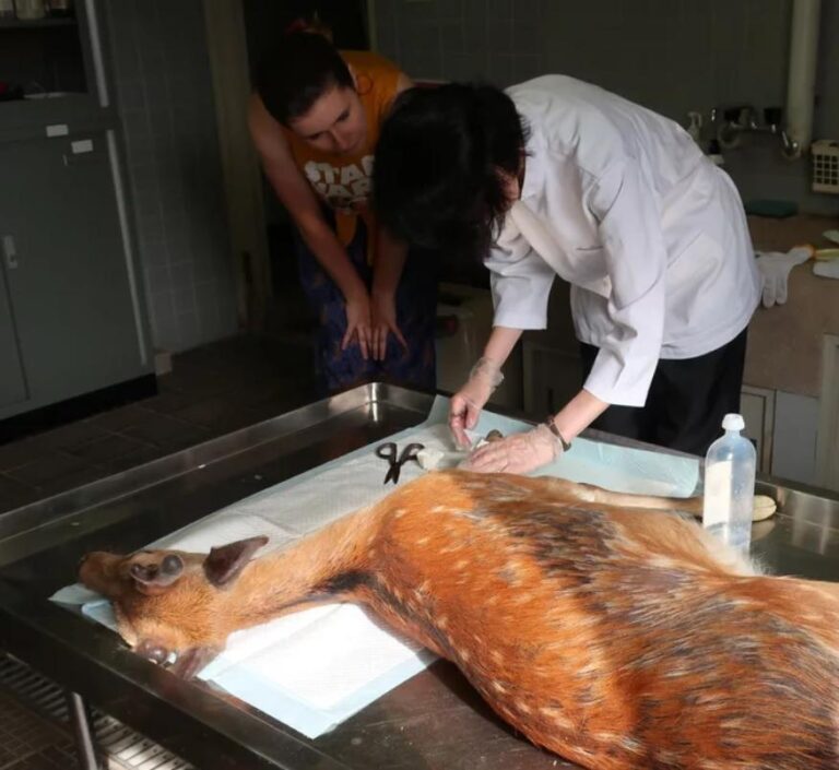  Starving Deer Eventually Dies Vets Hearts Sink When They Find 9 Lbs