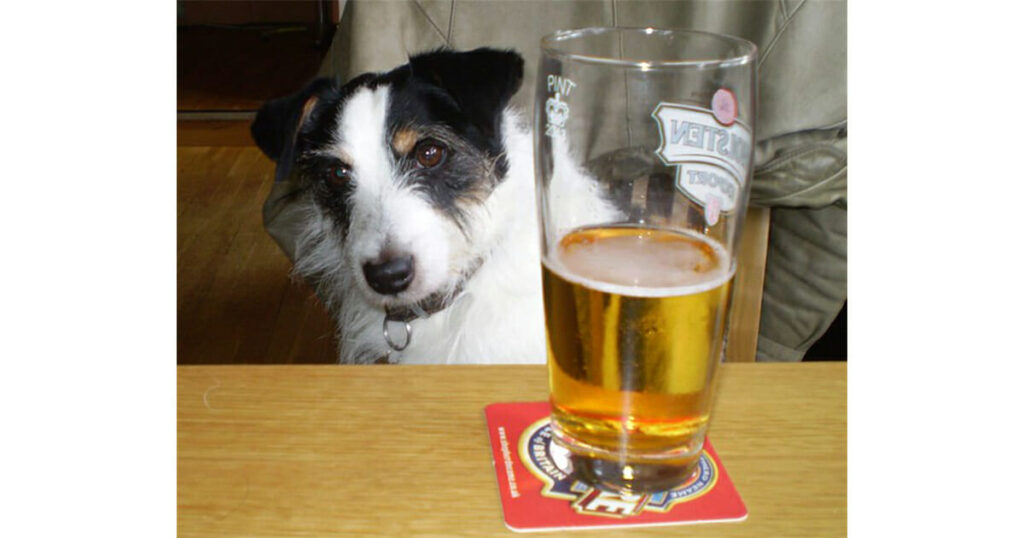 Nonalcoholic Beer For Dogs Is A Real Thing Now So You'll Always Have A