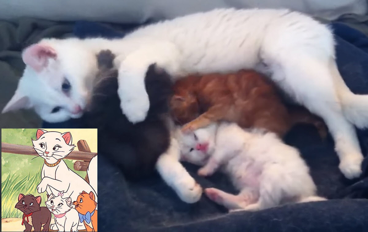 60YearOld Man Fulfills Lifelong Modeling Dream with Help