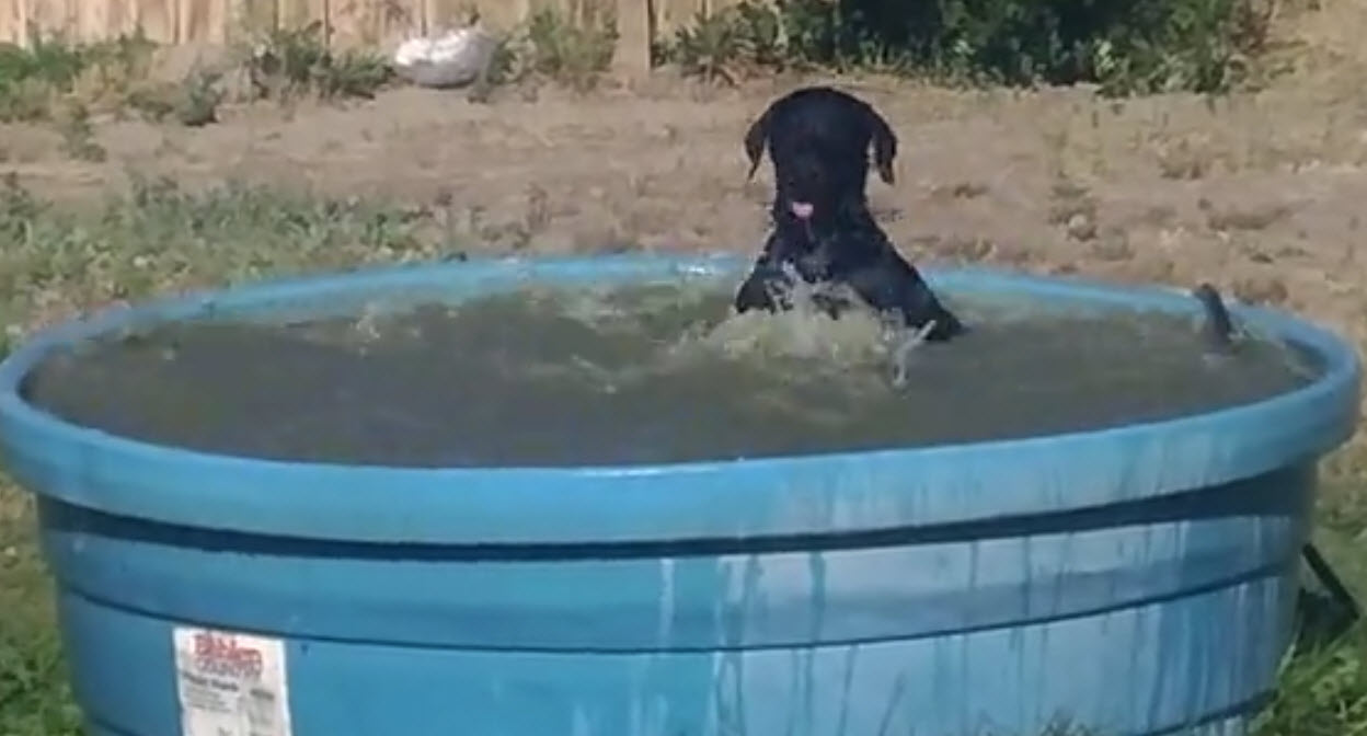Dad Grabs Camera And Captures Footage Of His Dog Splashing In The
