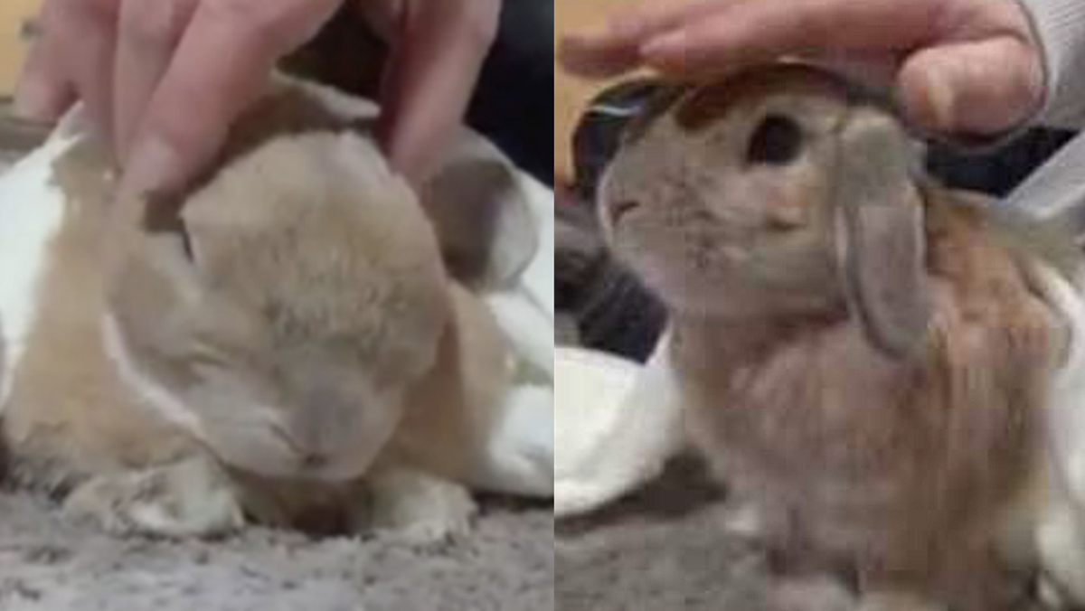 Whenever This Adorable Spoiled Lil’ Bunny Rabbit’s Dad Stops Petting