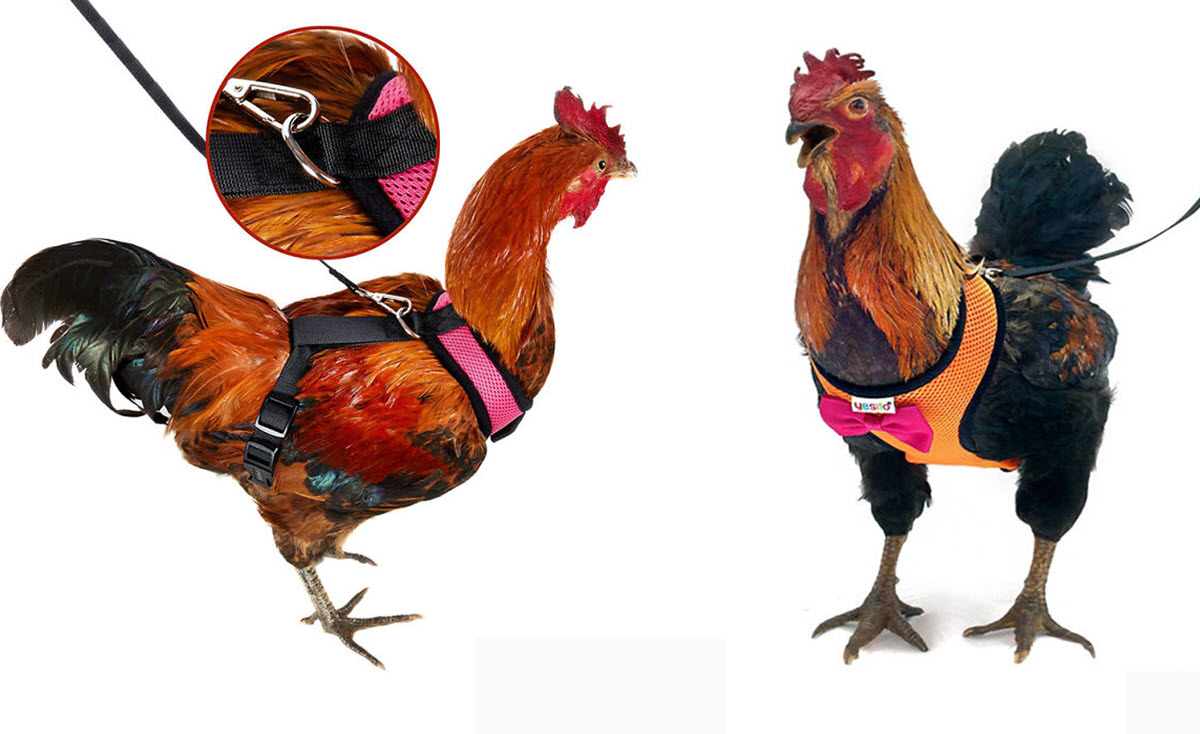 Amazon Now Sells Adorable Chicken Harnesses To Help Your Chicken Cross The Road Safely Inner