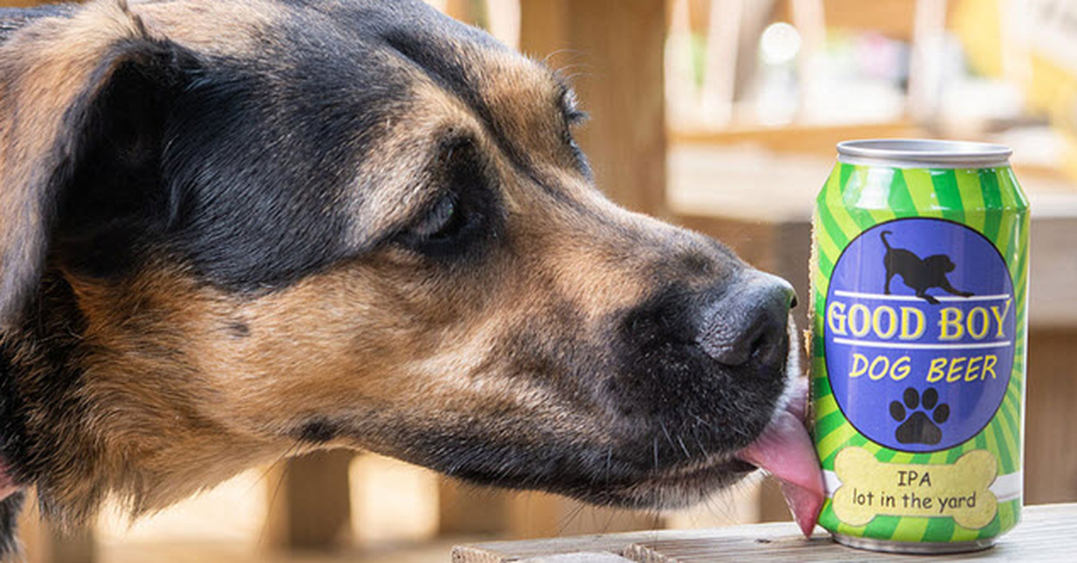 Nonalcoholic Beer For Dogs Is A Real Thing Now So You’ll Always Have A
