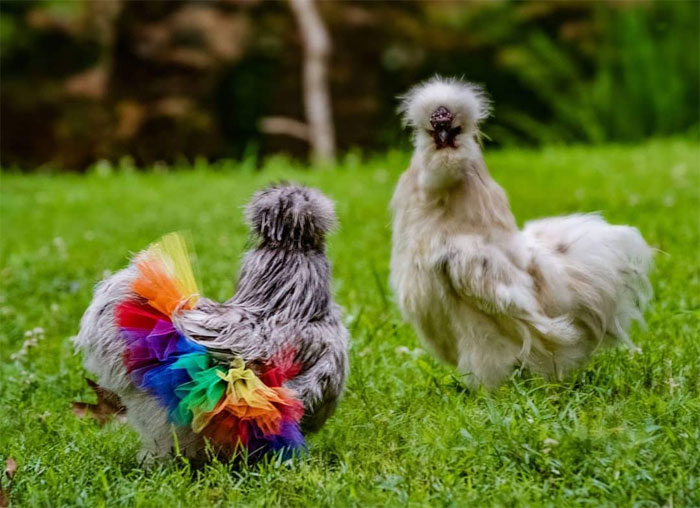 Цыпленок цыпочка. Радужная курица. Цыплята в юбочках. Цветные цыплята. Балетная пачка для цыпленка.