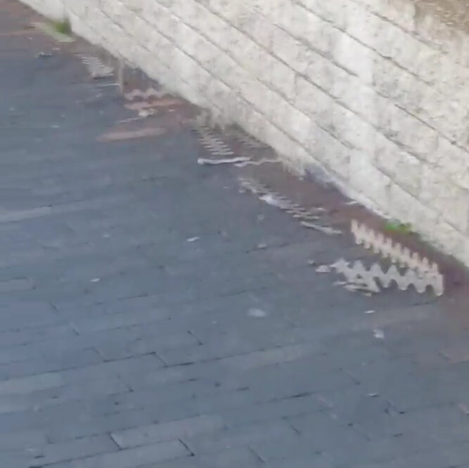 cockatoo bird spikes