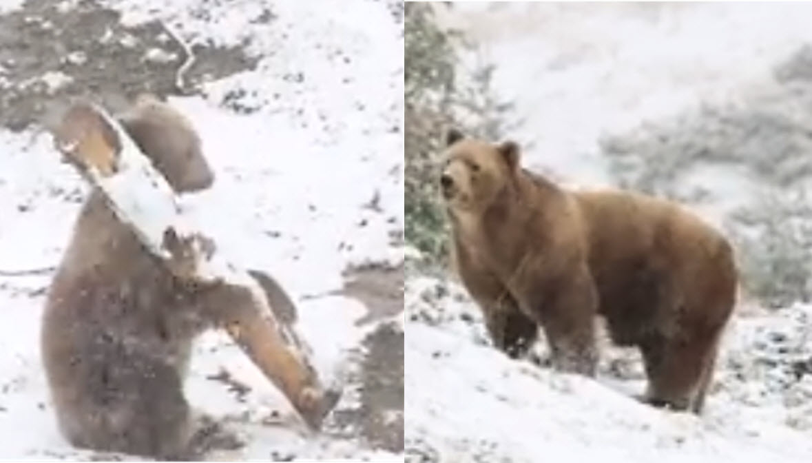 Rescued Circus Bear Caged For 7 Years Experiences Snow For