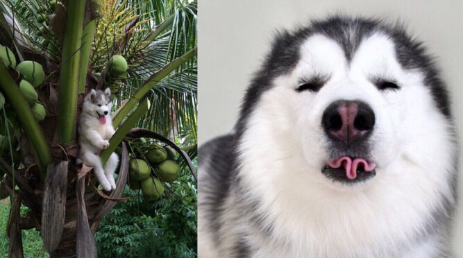 24 Hilarious Pictures Of Cute And Silly Huskies Having A Blast Inner Strength Zone