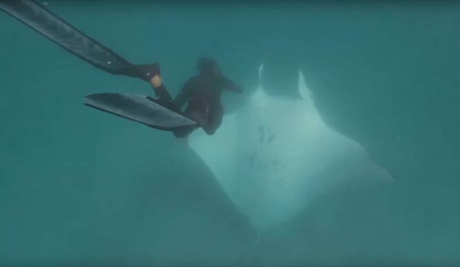 boy feeds giant manta ray boy feeds giant manta ray