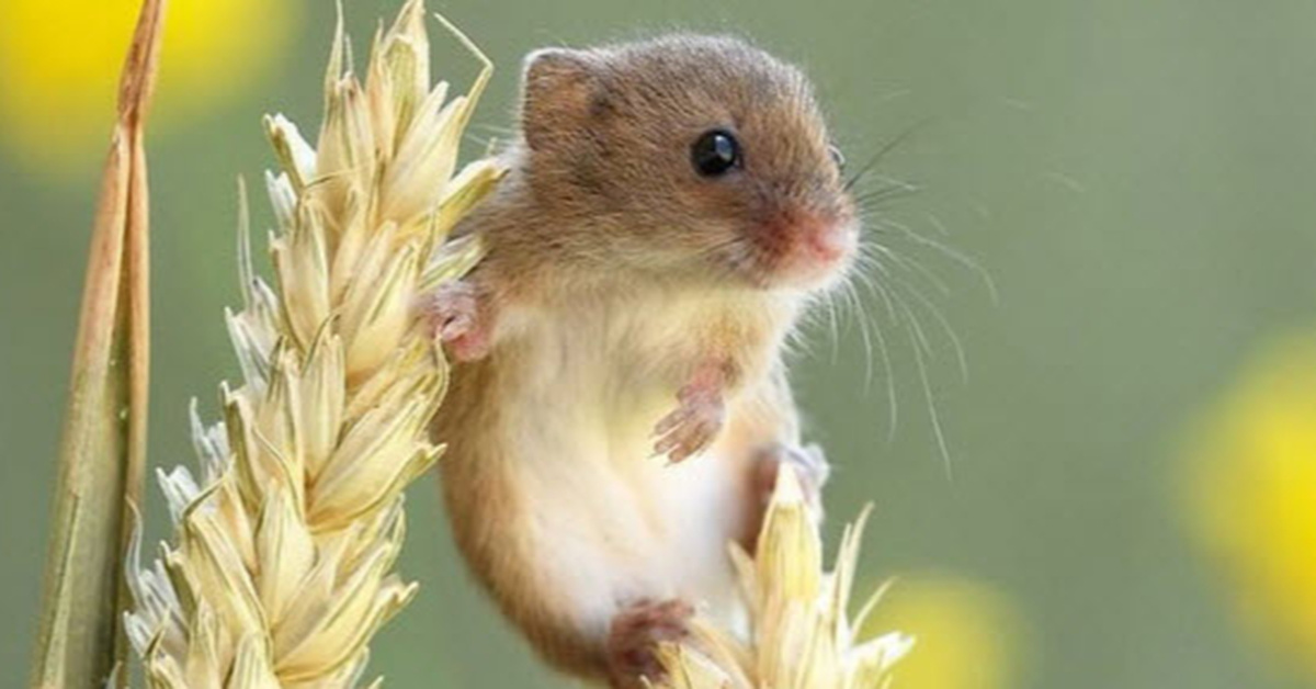 23 Pics Of Tiny Harvest Mice Living Their Adorable Lives By Dean Mason